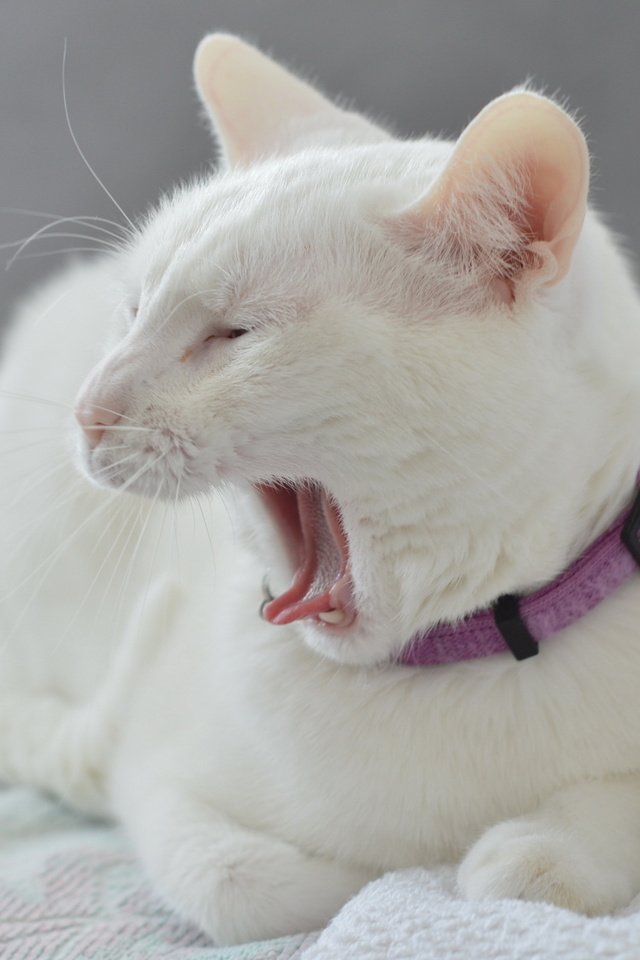 Обои кот, мордочка, усы, кошка, взгляд, белый, ошейник, язык, зевает, yawns, cat, muzzle, mustache, look, white, collar, language разрешение 2560x1600 Загрузить