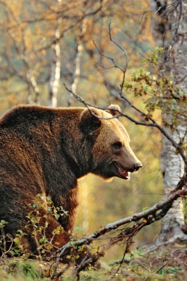 Обои деревья, лес, осень, медведь, бурый медведь, trees, forest, autumn, bear, brown bear разрешение 1920x1080 Загрузить