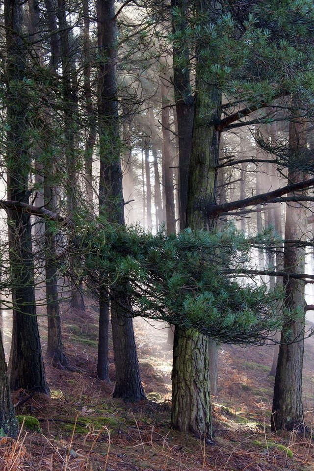 Обои деревья, природа, лес, утро, сосны, trees, nature, forest, morning, pine разрешение 1920x1200 Загрузить