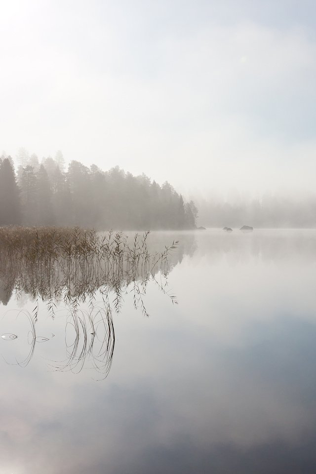 Обои небо, деревья, река, отражение, пейзаж, туман, the sky, trees, river, reflection, landscape, fog разрешение 3360x2100 Загрузить