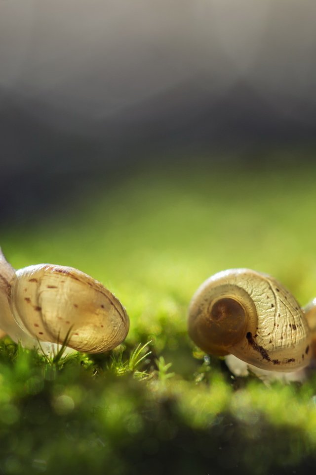 Обои трава, природа, фон, улитка, улитки, grass, nature, background, snail, snails разрешение 2560x1600 Загрузить