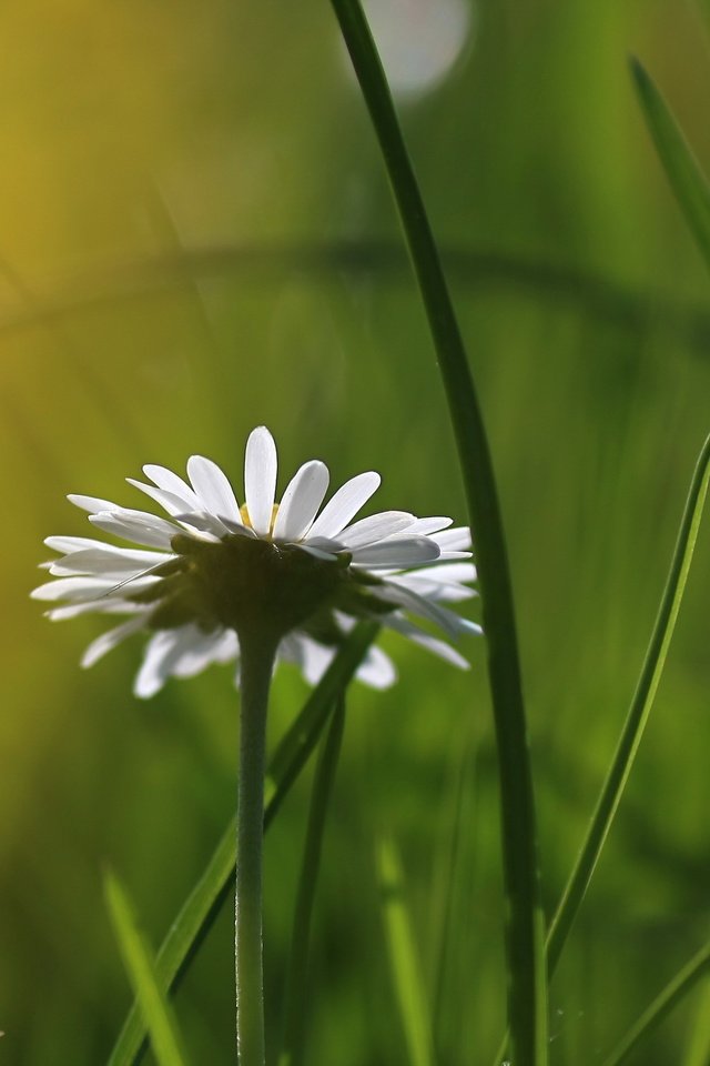 Обои трава, природа, цветок, ромашка, размытость, grass, nature, flower, daisy, blur разрешение 2560x1600 Загрузить