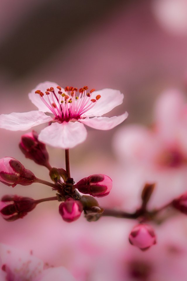 Обои весна, цветы, ветка, природа, дерево, цветение, макро, фон, ветки, spring, flowers, branch, nature, tree, flowering, macro, background, branches разрешение 2048x1169 Загрузить