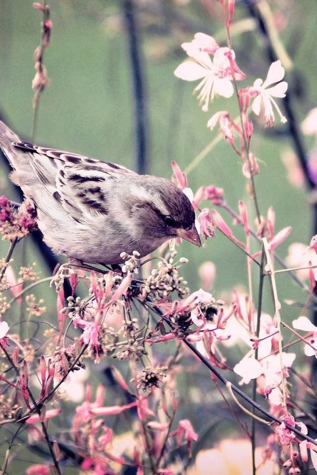 Обои цветы, ветки, крылья, птица, клюв, весна, воробей, перья, flowers, branches, wings, bird, beak, spring, sparrow, feathers разрешение 2159x1200 Загрузить