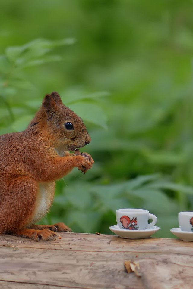 Обои дерево, лес, ствол, белка, чаепитие, чашки, прикол, белочка, tree, forest, trunk, protein, the tea party, cup, the trick, squirrel разрешение 1920x1200 Загрузить