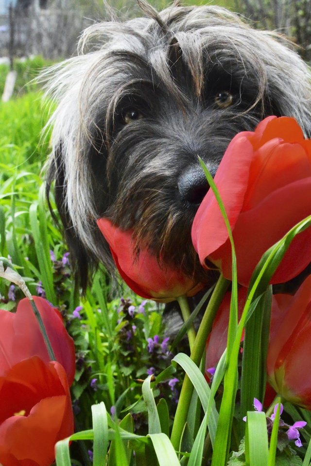 Обои цветы, трава, мордочка, взгляд, собака, весна, тюльпаны, flowers, grass, muzzle, look, dog, spring, tulips разрешение 2880x1915 Загрузить