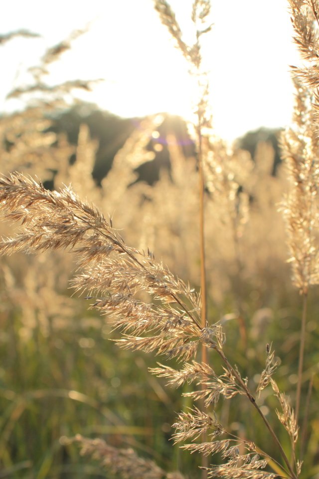 Обои трава, природа, растения, макро, поле, осень, колоски, колоски природа, grass, nature, plants, macro, field, autumn, spikelets, ears nature разрешение 5184x3456 Загрузить