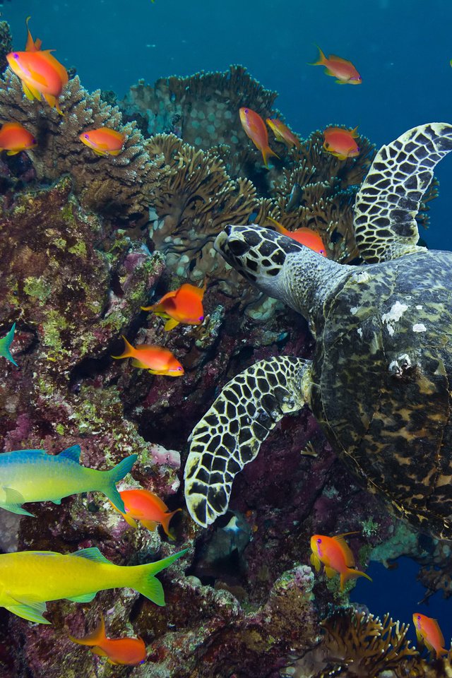 Обои море, разноцветные, черепаха, рыбы, океан, кораллы, подводный мир, коралловые рифы, sea, colorful, turtle, fish, the ocean, corals, underwater world, coral reefs разрешение 3375x2000 Загрузить
