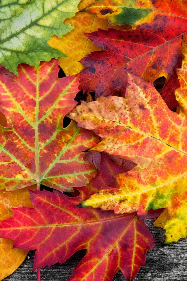 Обои природа, листья, макро, разноцветные, осень, осенние, nature, leaves, macro, colorful, autumn разрешение 3840x2560 Загрузить