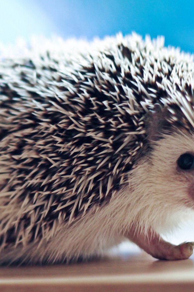 Обои взгляд, ежик, иголки, еж, look, hedgehog, needles разрешение 1920x1200 Загрузить