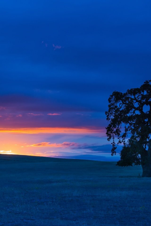 Обои небо, дерево, закат, пейзаж, поле, сша, калифорния, сан-бенито, the sky, tree, sunset, landscape, field, usa, ca, san benito разрешение 3600x2400 Загрузить