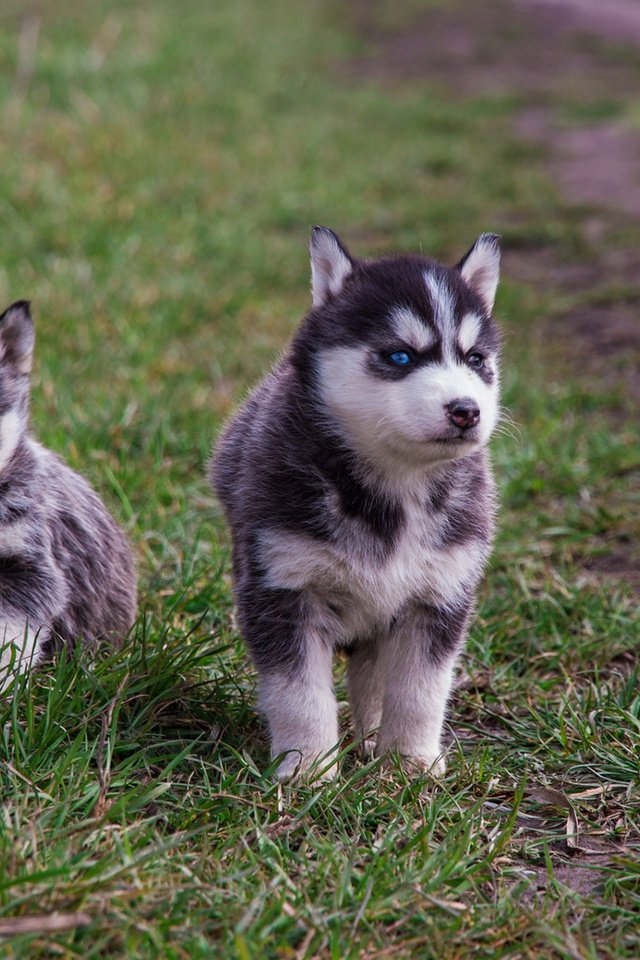 Обои трава, прогулка, хаски, щенки, собаки, grass, walk, husky, puppies, dogs разрешение 1920x1200 Загрузить