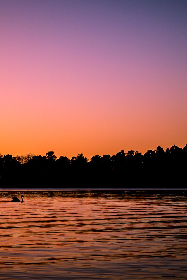 Обои озеро, закат, птица, лебедь, финляндия, сеурасаари, хельсинки, lake, sunset, bird, swan, finland, seurasaari, helsinki разрешение 3360x2100 Загрузить