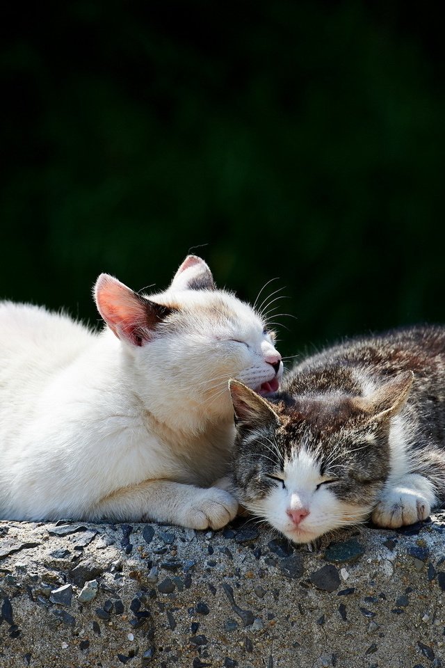 Фото влюбленных кошек