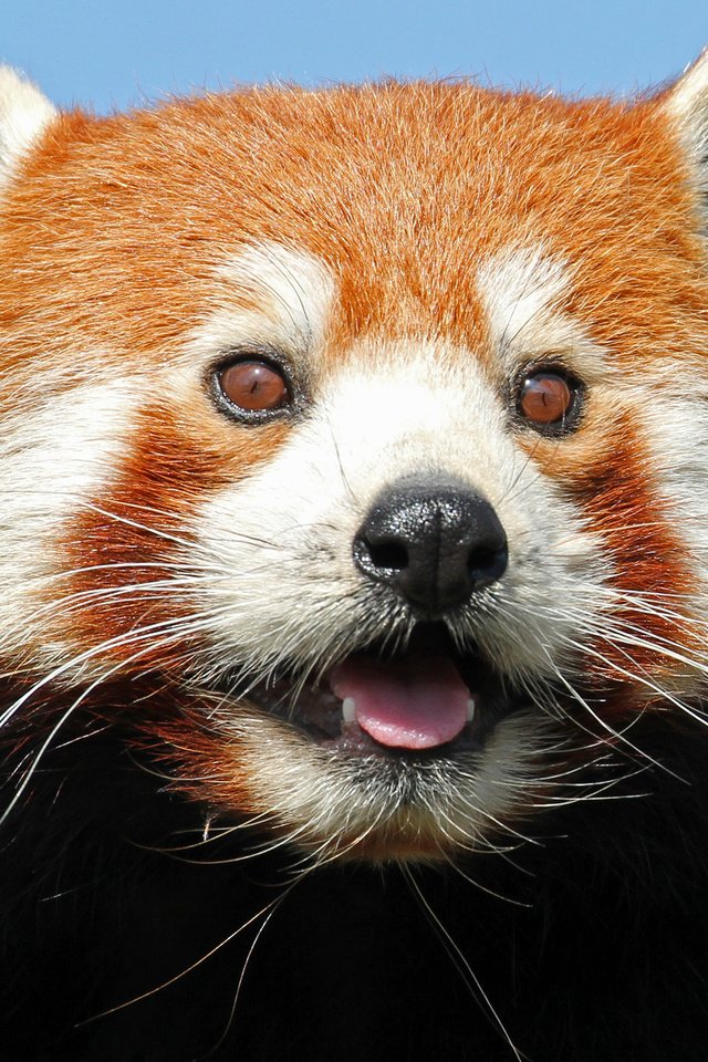 Обои морда, взгляд, фаерфокс, красная панда, малая панда, face, look, firefox, red panda разрешение 2612x2090 Загрузить