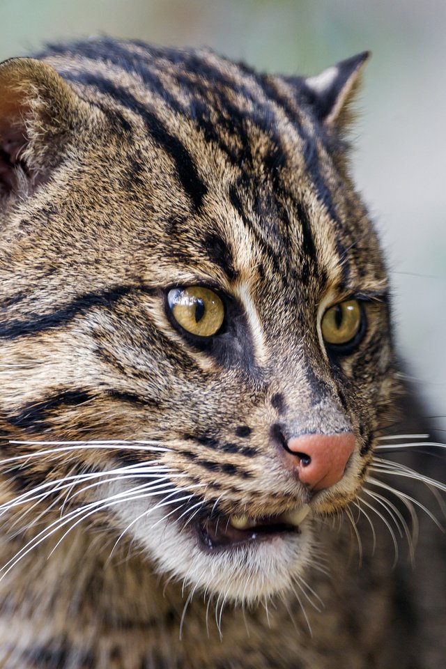 Обои морда, кот, кошка, рыболов, кот рыболов, fishing cat, face, cat, angler, kot rybolov разрешение 2048x1536 Загрузить