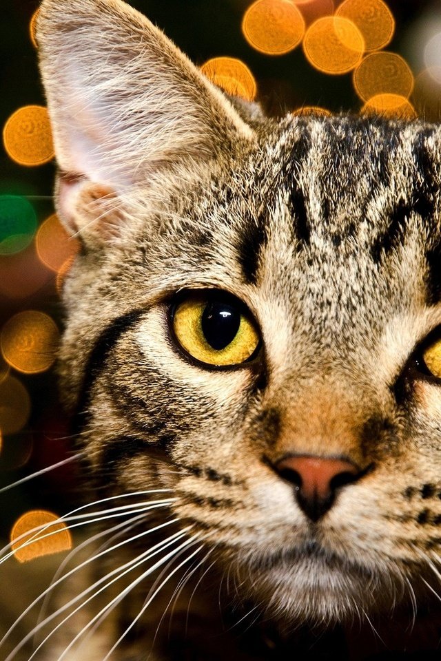 Обои глаза, морда, огни, кот, кошка, взгляд, желтые, полосатый, боке, bokeh, eyes, face, lights, cat, look, yellow, striped разрешение 2000x1324 Загрузить