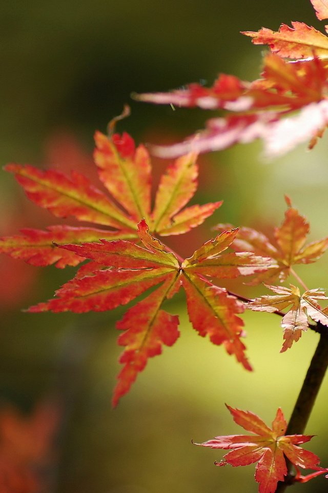 Обои природа, листья, осень, nature, leaves, autumn разрешение 1920x1200 Загрузить