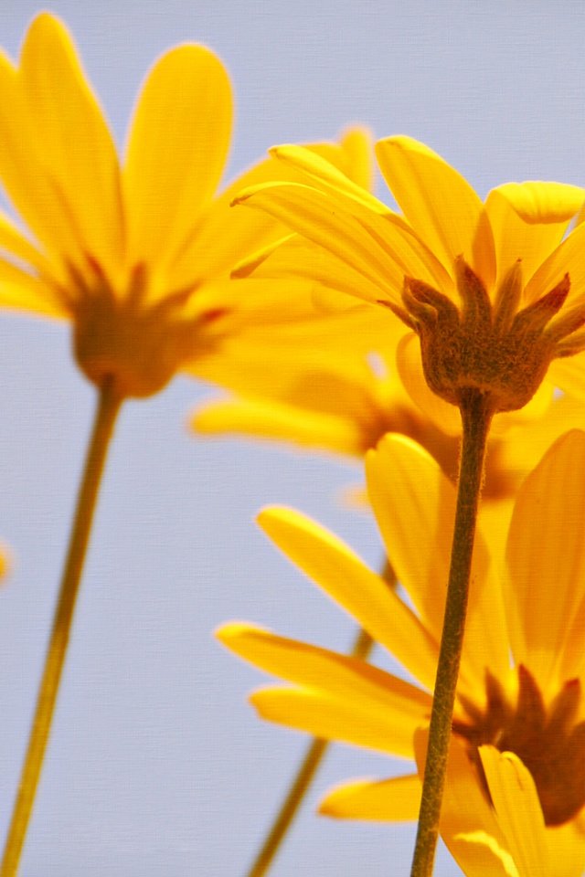 Желтые цветы которые дарят на 8