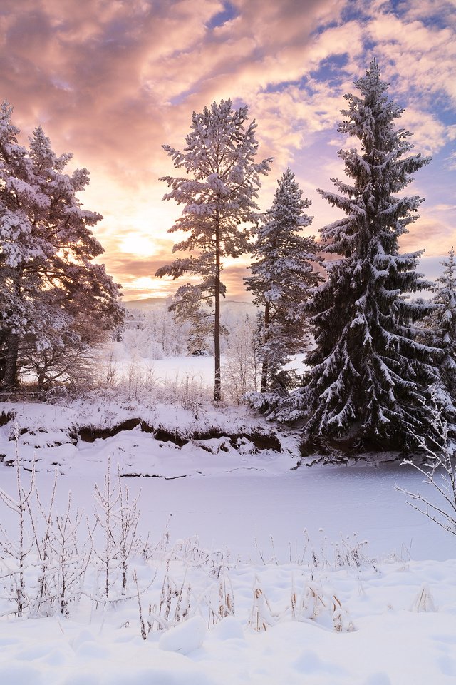 Обои деревья, снег, природа, лес, зима, trees, snow, nature, forest, winter разрешение 3840x2400 Загрузить
