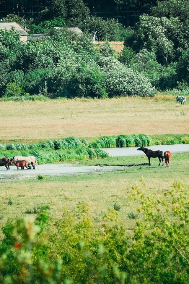 Обои трава, вода, поле, лето, лошади, кони, речка, grass, water, field, summer, horse, horses, river разрешение 2880x1907 Загрузить