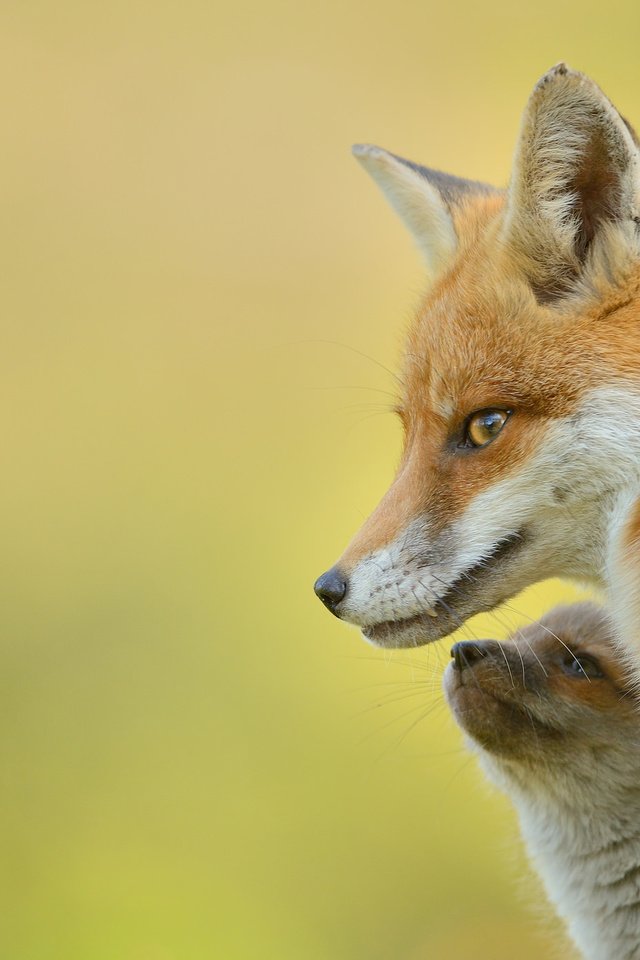 Обои фон, взгляд, лиса, детеныш, лисенок, лисы, background, look, fox, cub разрешение 2048x1390 Загрузить