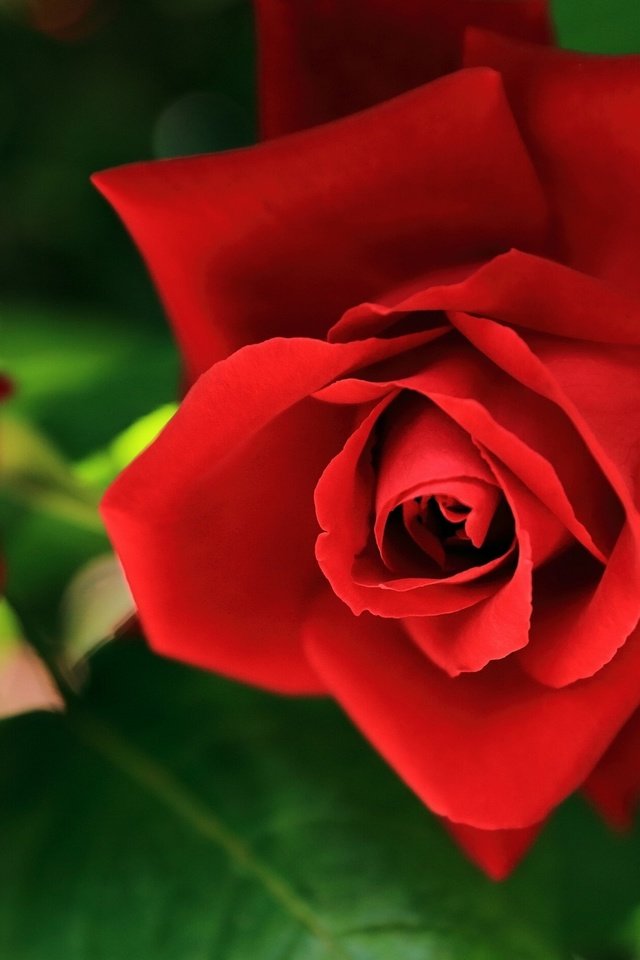 Обои цветы, розы, красные, flowers, roses, red разрешение 2560x1600 Загрузить