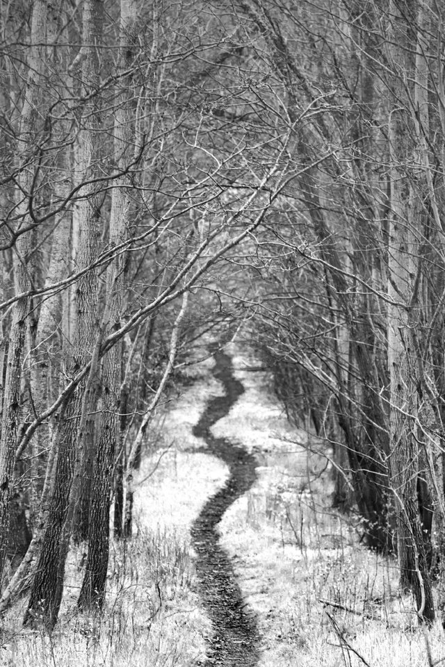 Обои дорога, деревья, снег, зима, чёрно-белое, тропинка, аллея, robin de blanche, road, trees, snow, winter, black and white, path, alley разрешение 2048x1323 Загрузить