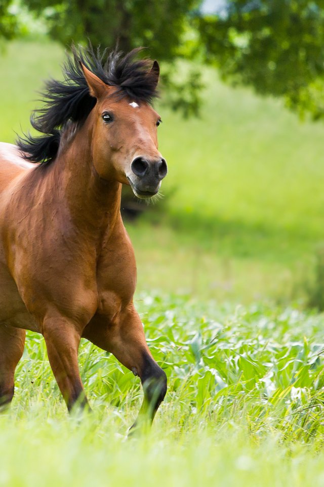 Обои лошадь, зелень, бег, horse, greens, running разрешение 2048x1365 Загрузить