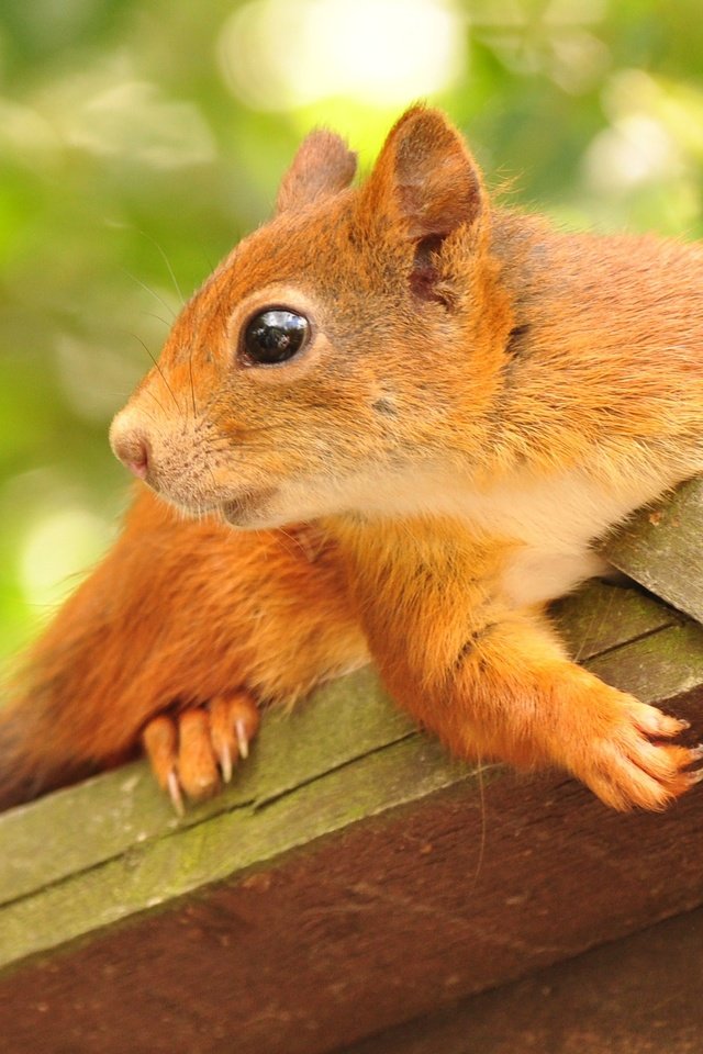 Обои листва, профиль, домик, животное, белка, грызун, кормушка, foliage, profile, house, animal, protein, rodent, feeder разрешение 2859x1903 Загрузить