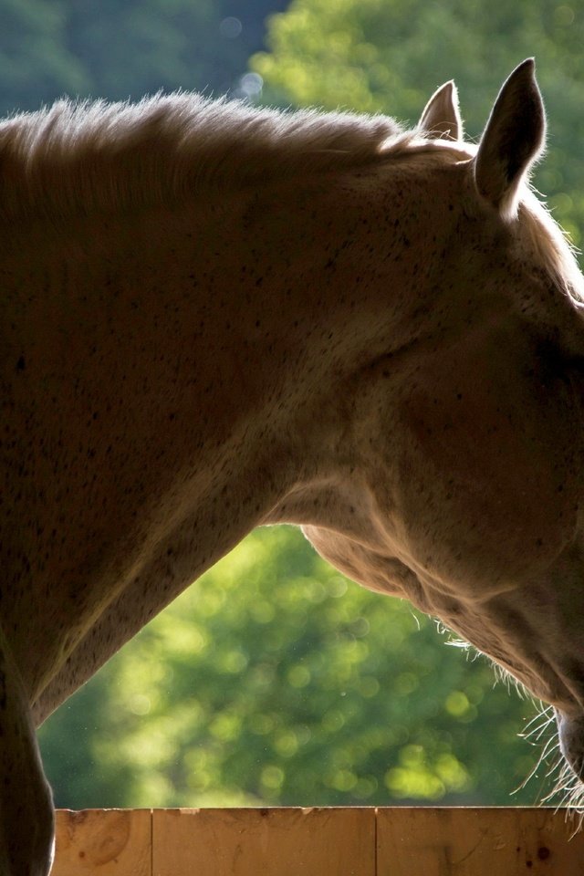 Обои морда, лошадь, фон, конь, face, horse, background разрешение 2560x1600 Загрузить