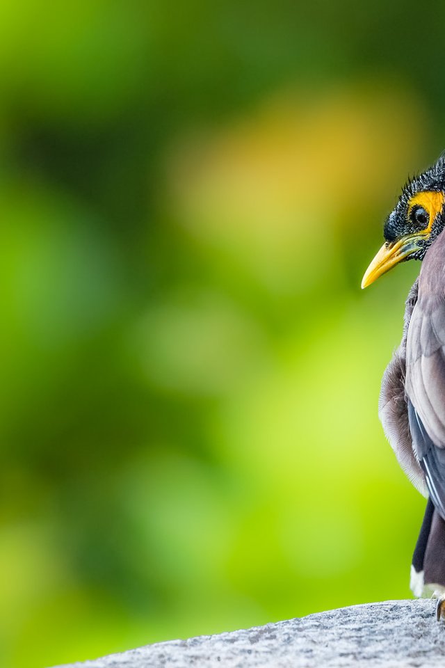 Обои природа, птица, клюв, перья, скворец, common myna, майна, nature, bird, beak, feathers, starling разрешение 2048x1152 Загрузить