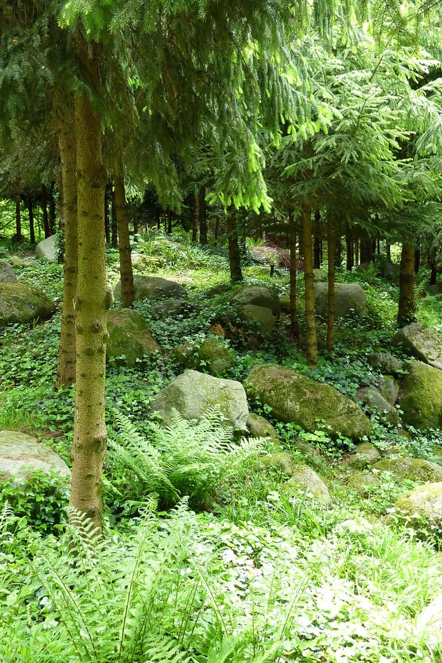 Обои трава, деревья, камни, зелень, хвоя, сад, франция, albert-kahn japanese gardens, grass, trees, stones, greens, needles, garden, france разрешение 2592x1944 Загрузить