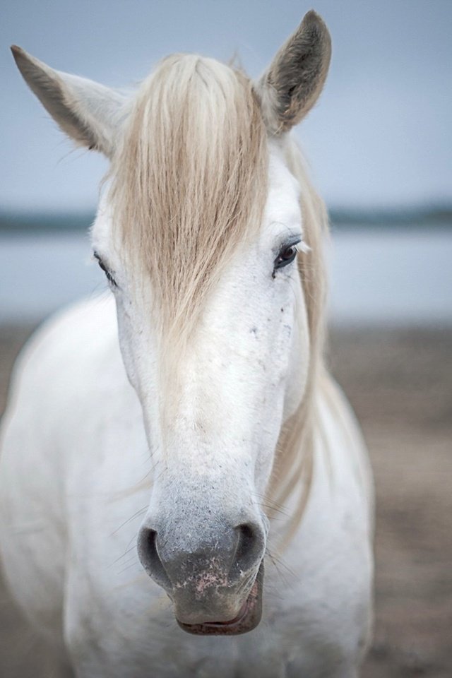 Обои природа, фон, лошади, кони, nature, background, horse, horses разрешение 1920x1080 Загрузить