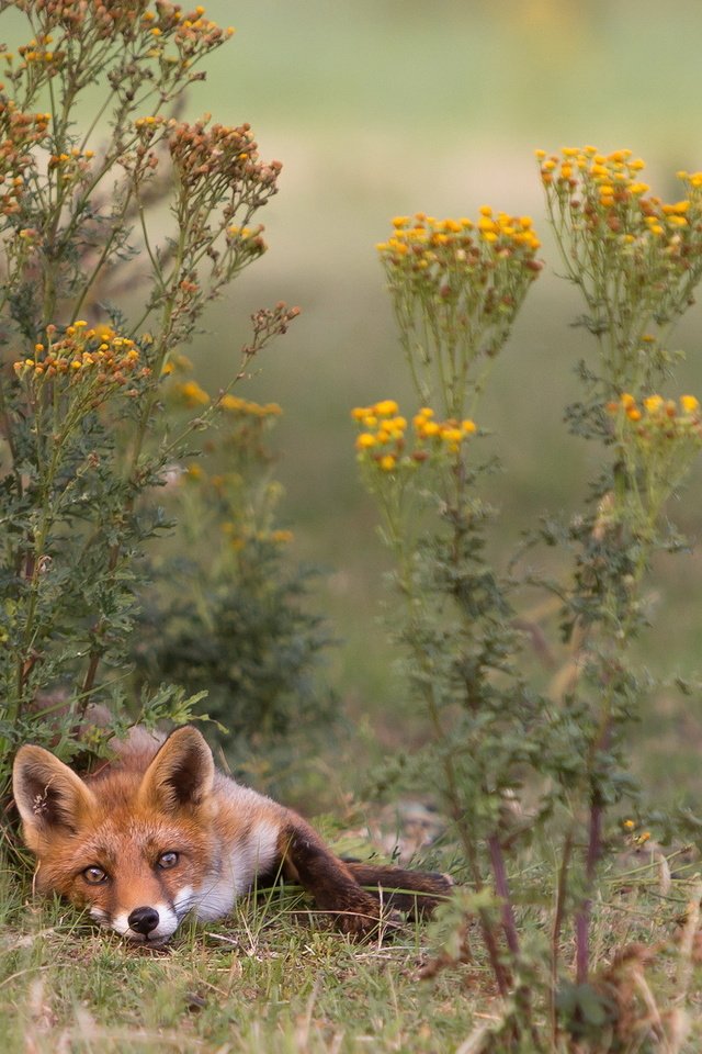 Обои природа, лето, лиса, лисица, nature, summer, fox разрешение 2047x1197 Загрузить