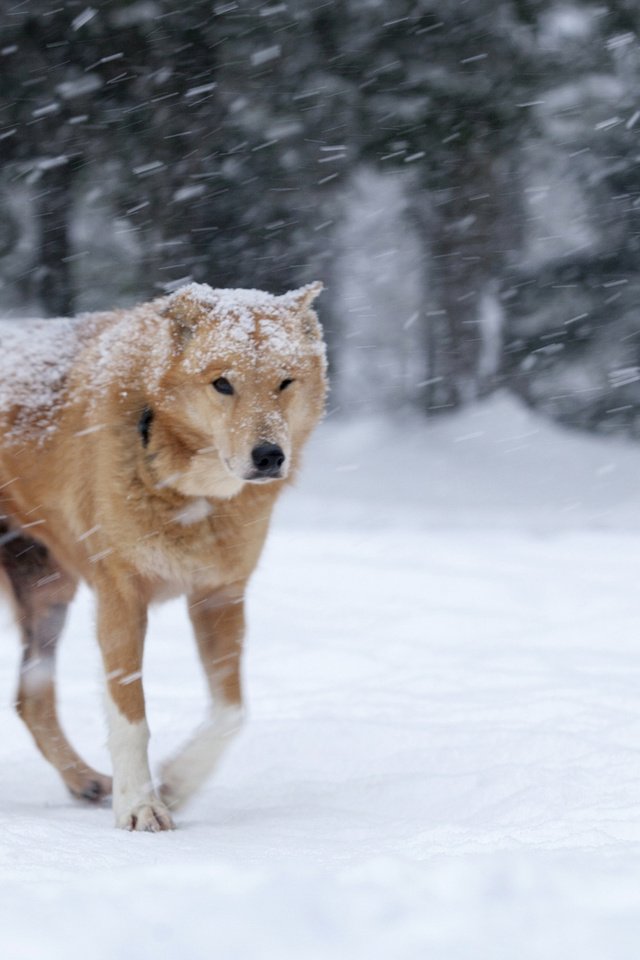 Обои снег, зима, собака, рыжая, метель, snow, winter, dog, red, blizzard разрешение 1920x1200 Загрузить