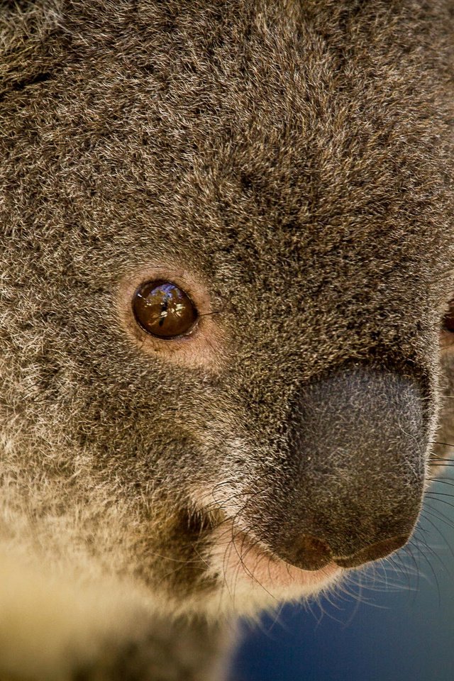 Обои животные, австралия, коала, травоядное, сумчатое, сумчатые, animals, australia, koala, herbivores, marsupials разрешение 1920x1280 Загрузить