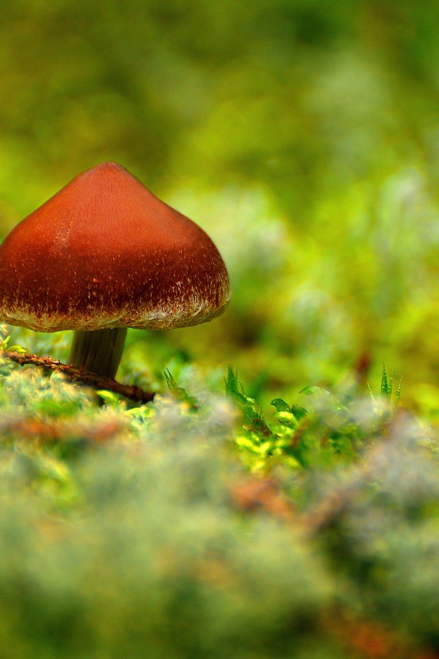 Обои лес, гриб, мох, forest, mushroom, moss разрешение 2560x1700 Загрузить