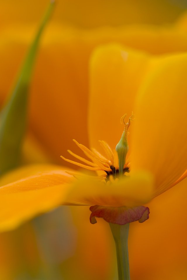 Обои желтый, макро, цветок, лепестки, эшштольция калифорнийская, yellow, macro, flower, petals, escholzia california разрешение 2048x1365 Загрузить