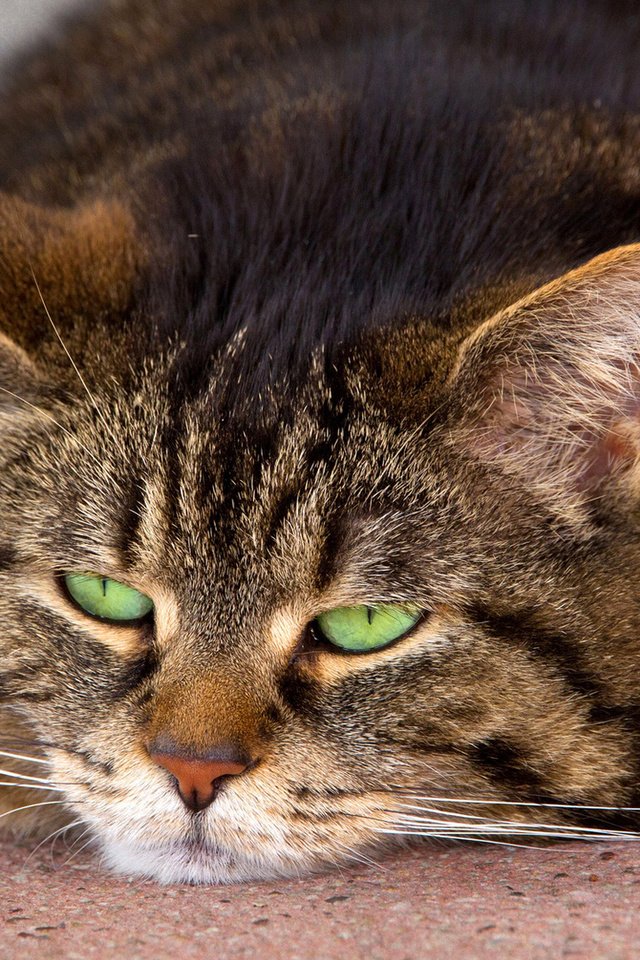 Обои глаза, морда, кот, усы, кошка, лежит, зеленые, полосатый, eyes, face, cat, mustache, lies, green, striped разрешение 1920x1080 Загрузить