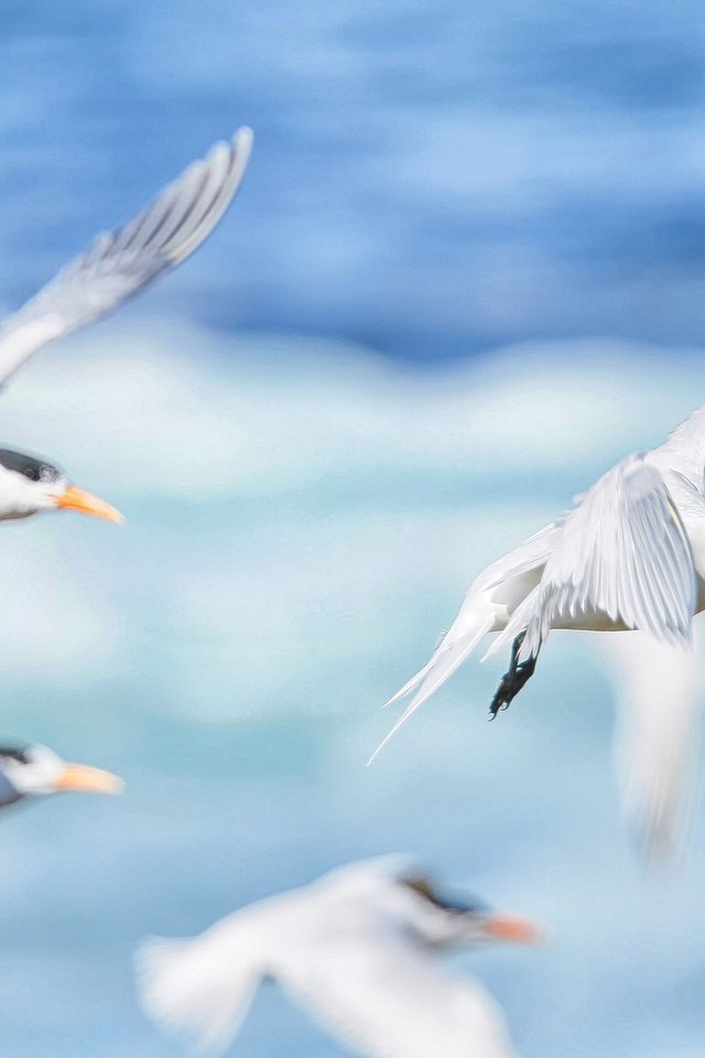 Обои море, полет, крылья, чайка, птицы, клюв, чайки, sea, flight, wings, seagull, birds, beak, seagulls разрешение 2048x1336 Загрузить