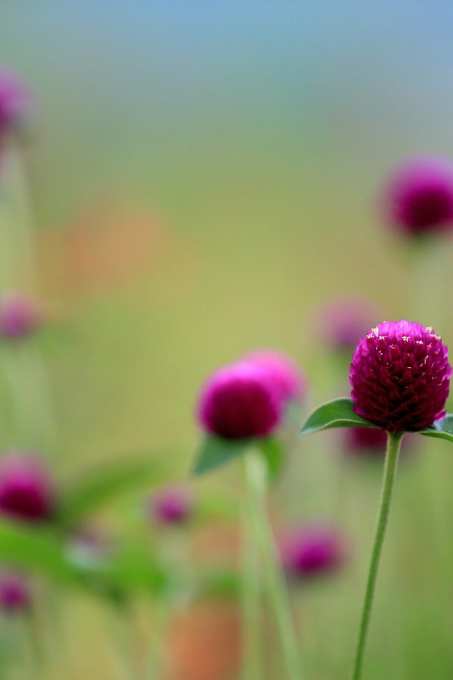 Обои цветы, поле, globosa, flowers, field, english разрешение 2048x1365 Загрузить