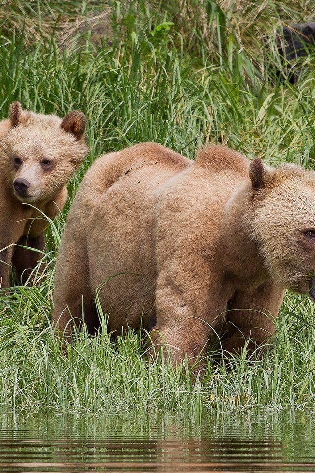Обои природа, лето, медведи, гризли, grizzly bear, nature, summer, bears, grizzly разрешение 1920x1200 Загрузить