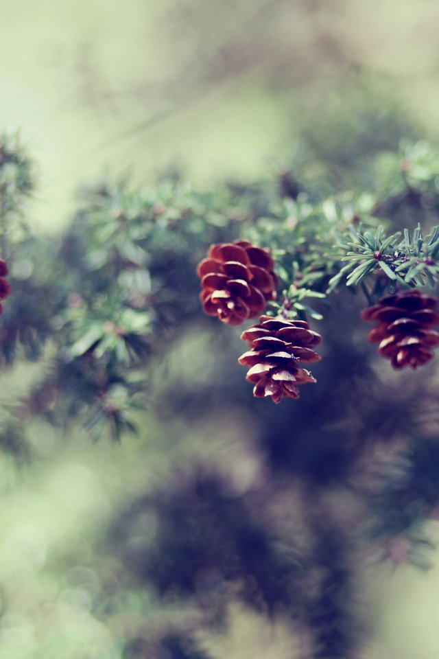 Обои ветка, природа, елка, хвоя, размытость, шишки, сосна, branch, nature, tree, needles, blur, bumps, pine разрешение 1920x1200 Загрузить