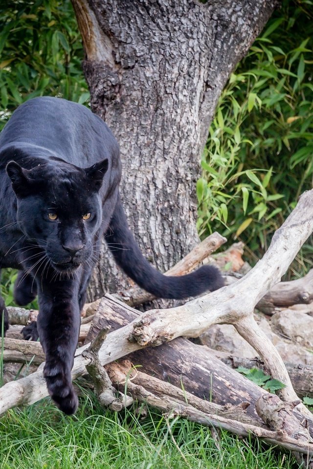 Обои хищник, ягуар, пантера, дикая кошка, predator, jaguar, panther, wild cat разрешение 2000x1333 Загрузить