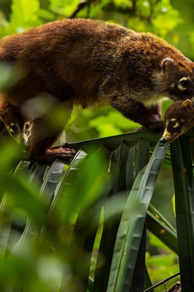 Обои листья, детеныши, носуха, коати, leaves, cubs, the coati, coati разрешение 1920x1201 Загрузить