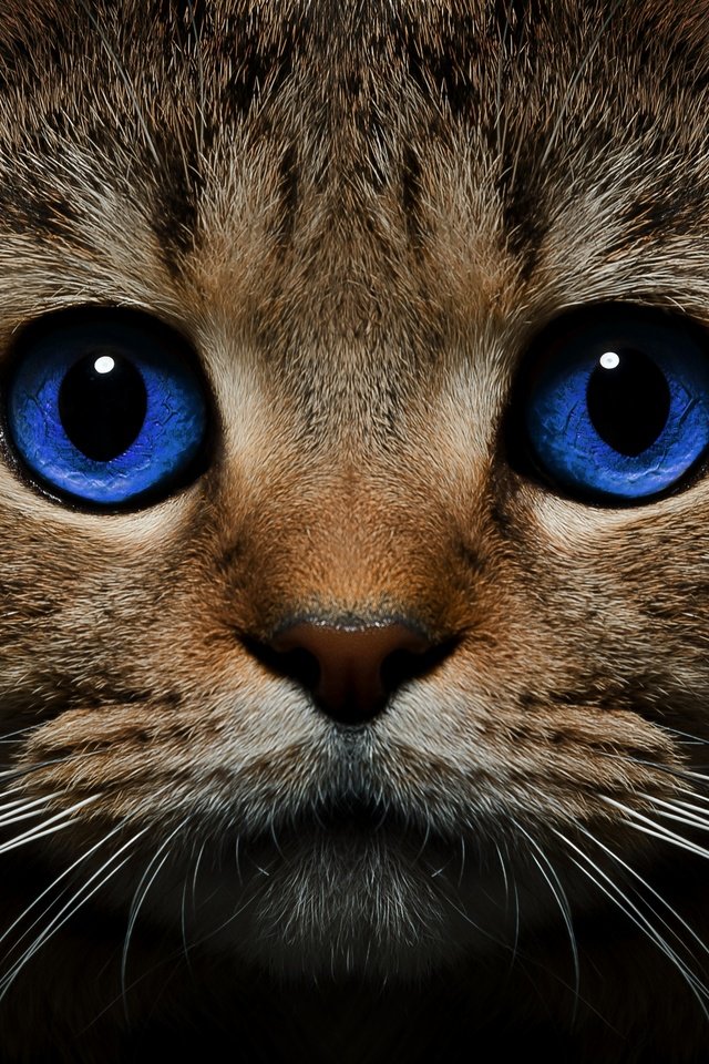 Обои морда, кот, усы, кошка, взгляд, голубые глаза, face, cat, mustache, look, blue eyes разрешение 2880x2029 Загрузить