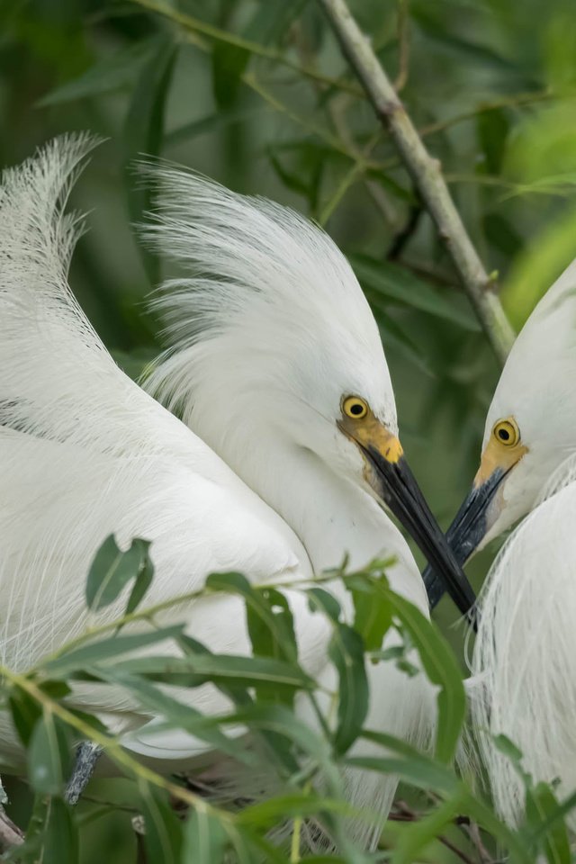 Обои природа, птицы, клюв, перья, цапля, nature, birds, beak, feathers, heron разрешение 2048x1365 Загрузить