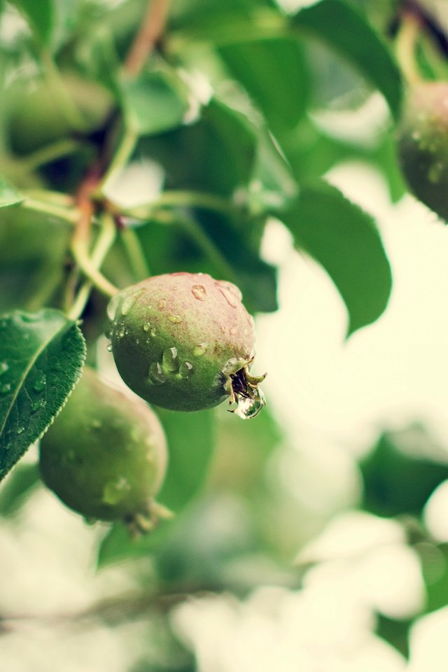 Обои природа, лето, фрукты, дождь, груши, зеленые ветви, nature, summer, fruit, rain, pear, green branches разрешение 4500x3000 Загрузить