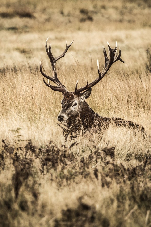 Обои олень, поле, куст, рога, deer, field, bush, horns разрешение 3952x2533 Загрузить